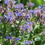 Borage Borago officinalis growing naturally in a wildlife-friendly garden habitat alongside other herbs and flowering plants.