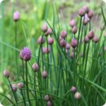 Chives Allium schoenoprasum tight flower buds before opening, showing rounded purple heads on upright stems.