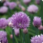Chives (Allium schoenoprasum) Herb - Image 2