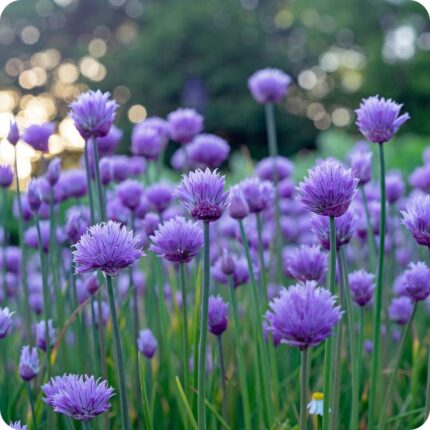 Chives Allium schoenoprasum clump-forming herb plant with hollow green leaves and developing purple flower heads.