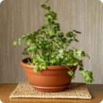 Coriander Calypso (Coriandrum sativum) Herb - Image 2
