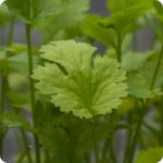 Coriander Calypso Coriandrum sativum close-up of fresh green, finely divided leaves with a bright aromatic appearance.