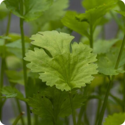 Coriander Calypso Coriandrum sativum close-up of fresh green, finely divided leaves with a bright aromatic appearance.