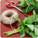 Lemon Balm Melissa officinalis freshly cut green leaves on a table with rope and scissors, ready for harvesting.