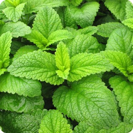 Lemon Balm Melissa officinalis close-up of textured, bright green leaves with a fresh, aromatic appearance.