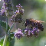 Lemon Balm Melissa officinalis flower close-up with a bee hovering, showing delicate pale blooms on a nectar-rich herb.