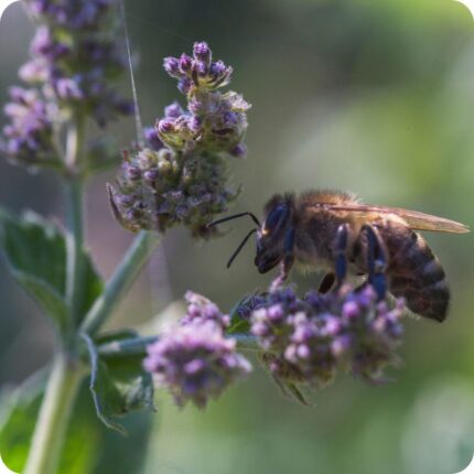 Lemon Balm Melissa officinalis flower close-up with a bee hovering, showing delicate pale blooms on a nectar-rich herb.