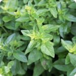 Oregano Greek Origanum vulgare close-up of small oval green leaves with a textured, aromatic surface