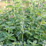 Oregano Greek Origanum vulgare bunch of healthy herb plants growing densely with vibrant green foliage.