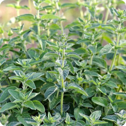 Oregano Greek Origanum vulgare bunch of healthy herb plants growing densely with vibrant green foliage.