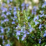 Rosemary Salvia rosmarinus close-up of pale blue flowers on woody stems attracting bees and other pollinators.