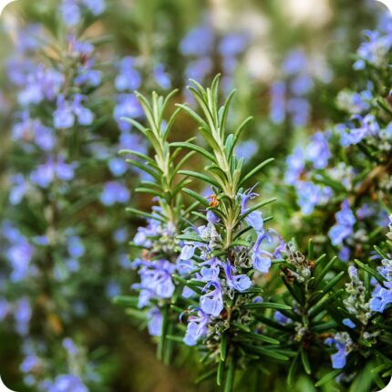 Rosemary Salvia rosmarinus close-up of pale blue flowers on woody stems attracting bees and other pollinators.