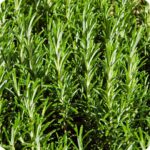 Rosemary Salvia rosmarinus close-up of narrow, needle-like evergreen leaves with a textured, aromatic appearance.