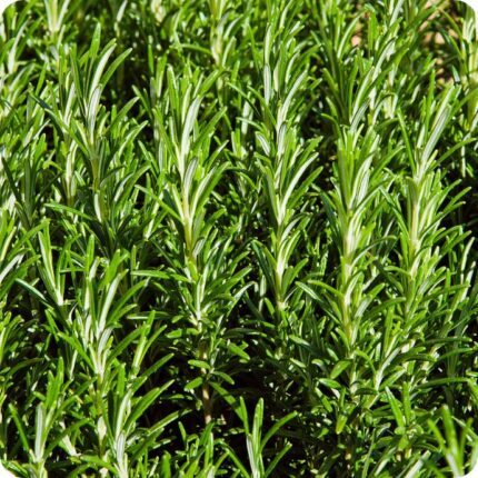Rosemary Salvia rosmarinus close-up of narrow, needle-like evergreen leaves with a textured, aromatic appearance.