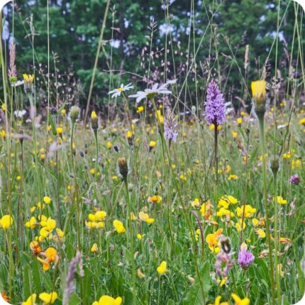 Standard Neutral Soil Meadow Seed Mix (100%)
