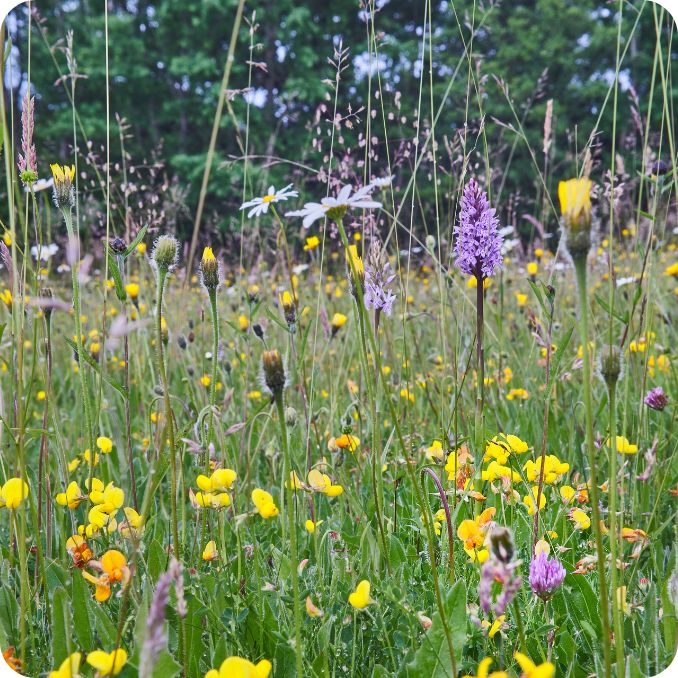 Rounded Plant Image Standard Neutral Soil Meadow Seed Mix (100%) - Image 1