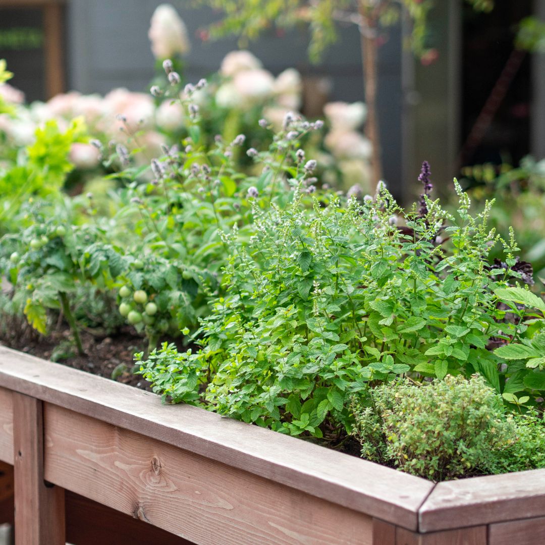 garden herbs