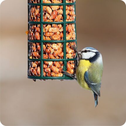 A blue tit eating peanuts from a bird feeder