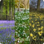 All Spring Bulbs In The Green Mix showing bluebells, snow drops and daffodils in the wild