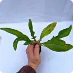 Black Knapweed 99cc Plug in hand