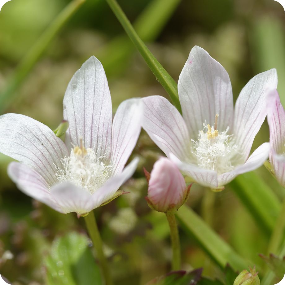 Bog_pimpernel_cU Bog Pimpernel Anagallis tenella close-up of delicate pink flowers with yellow centres on slender stems.