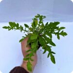 Greater Knapweed Tortoise Plants - Image 2