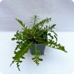 Greater Knapweed in 9cm pot