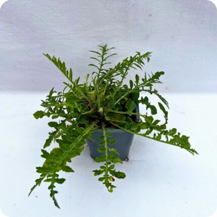 Greater Knapweed in 9cm pot