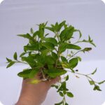 Self-Heal Tortoise feeding plants 99cc pot