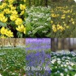Large Spring Bulbs In The Green Mix showing a variety of different native English bulb plants