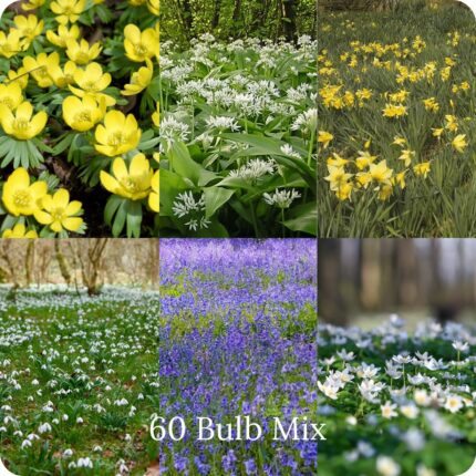 Large Spring Bulbs In The Green Mix showing a variety of different native English bulb plants