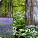 Late Spring Bulbs In The Green Mix showing bluebells, ransoms and wood anemone in the wild