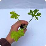 Musk Mallow Tortoise Plants - Image 2