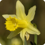 Wild daffodil
