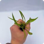 Ribwort Plantain 99cc in hand