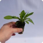 Broadleaf plantain Tortoise Plant 99c plug