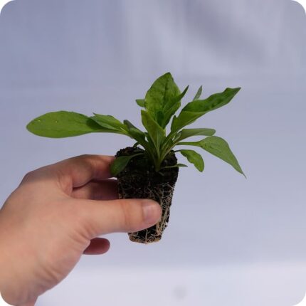 Broadleaf plantain Tortoise Plant 99c plug