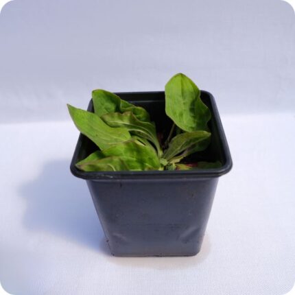 Broadleaf plantain Tortoise Plant 9cm pot