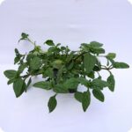 Self-Heal Tortoise feeding plants 9cm pot