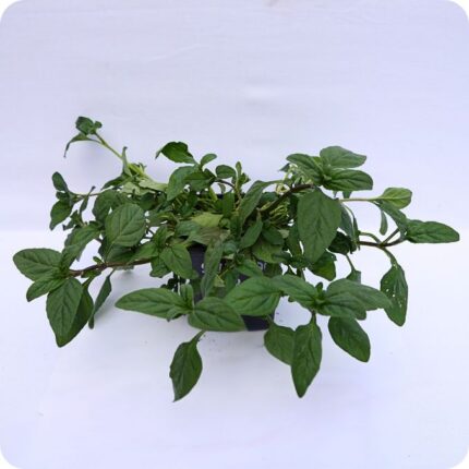 Self-Heal Tortoise feeding plants 9cm pot