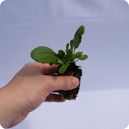 Oxeye Daisy Tortoise Plants 99cc plug