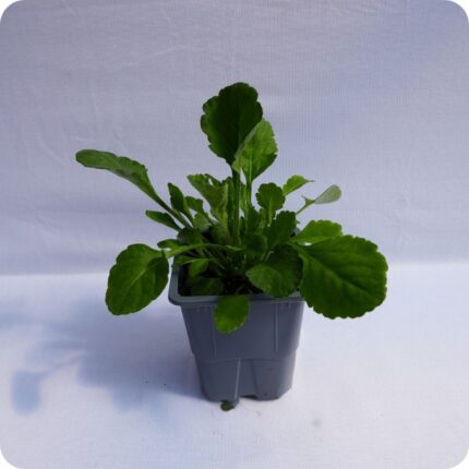 Oxeye Daisy Tortoise Plants 9cm pot