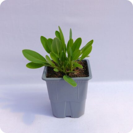 Kidney Vetch Tortoise Plants 9cm pot