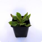 Field Scabious Tortoise Plants 9cm pot