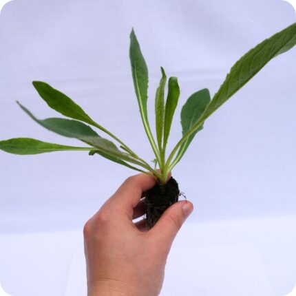 Field Scabious Tortoise Plants 99c plug
