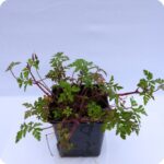Herb-Robert Tortoise Plants 9cm pot