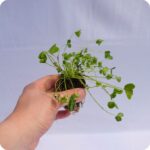 White Clover Tortoise Plants 99cc plug