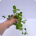 Red Clover Tortoise Plants - Image 2