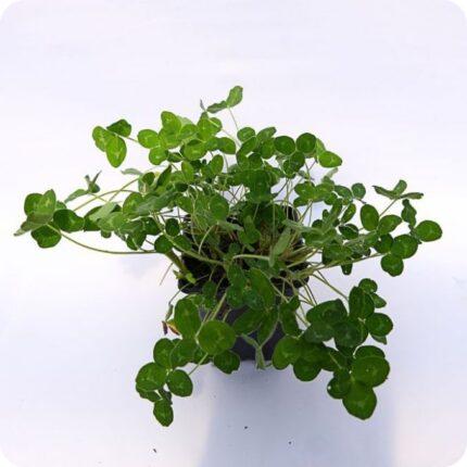 Red Clover Tortoise Plants 9cm pot
