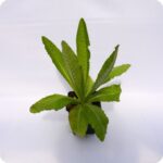 Teasel Tortoise Plants 9cm pot